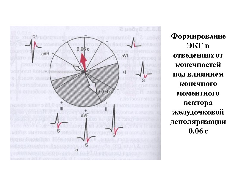 Формирование ЭКГ в отведениях от конечностей под влиянием конечного моментного вектора желудочковой деполяризации 0.06